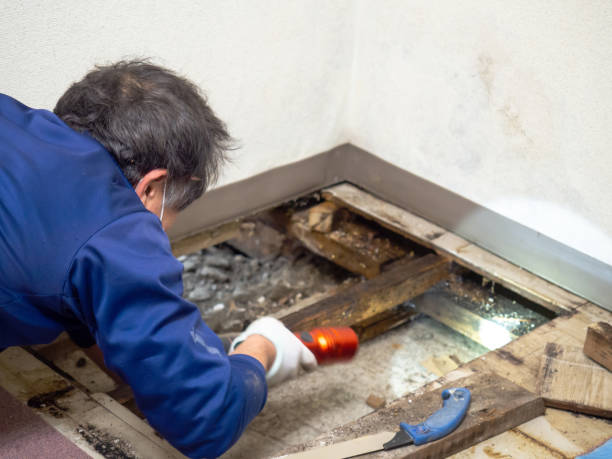 Best Emergency Mold Removal  in Aliso Viejo, CA
