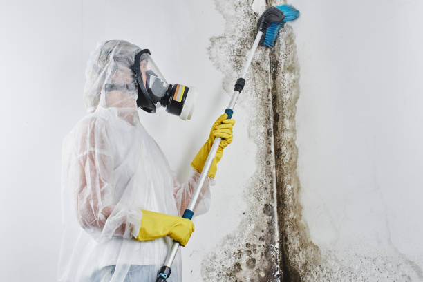 Best Toxic Mold Removal  in Aliso Viejo, CA