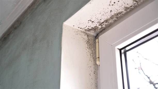 Trusted Aliso Viejo, CA Mold Removal Experts