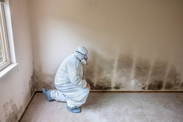 Best Residential Mold Removal  in Aliso Viejo, CA