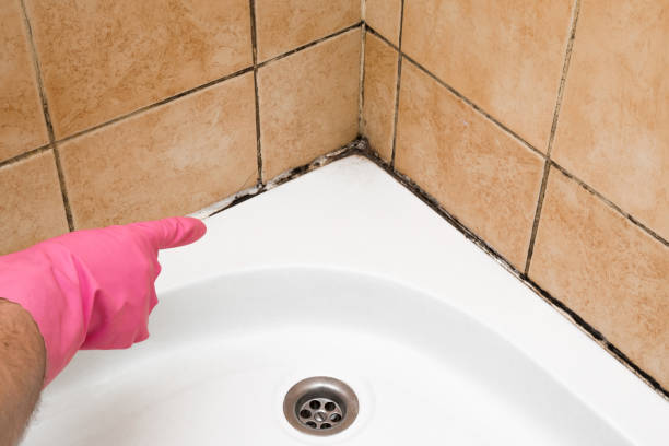 Best Certified Mold Removal  in Aliso Viejo, CA